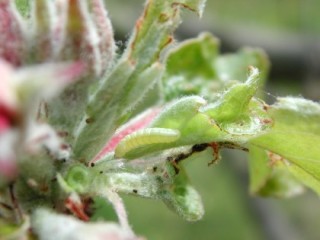 Winter moth larva on apple truss