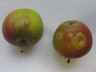 Winter moth damage to apple fruit