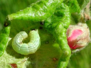 Winter moth larva