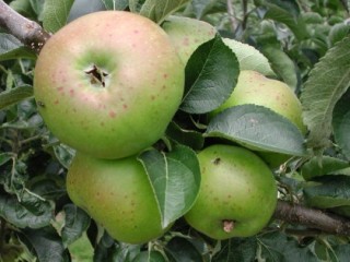 Green apple aphid damage to Bramley fruit
