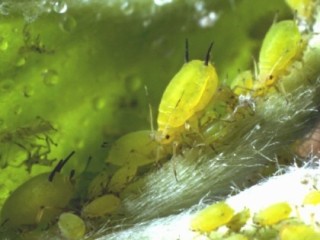 Green apple aphid with dark siphunculi