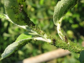 Green apple aphid tended by ants on a new shoot