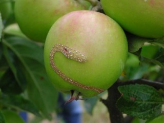 Apple sawfly ribbon scar