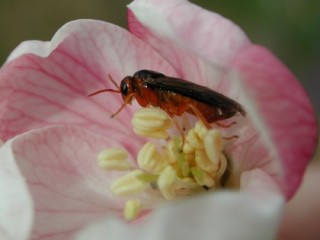 Apple sawfly adult