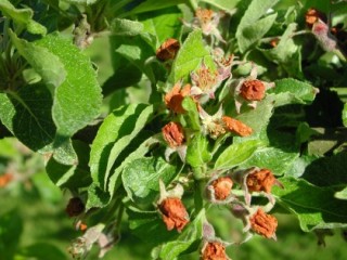 Apple blossom weevil capped blossoms