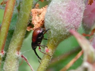 Rhynchites aequatus adult on apple fruitlet Rhynchites aequatus adult on apple fruitlet