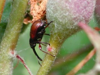 Rhynchites aequatus adult on apple fruitlet Rhynchites aequatus adult on apple fruitlet