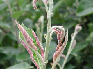 Apple leaf midge damage