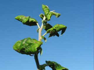 Curled leaves caused by rosy apple aphid