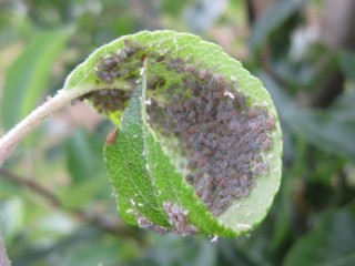 Rosy apple aphid colony