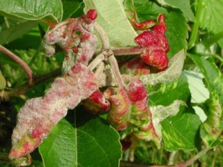 Rosy leaf curling aphid damage