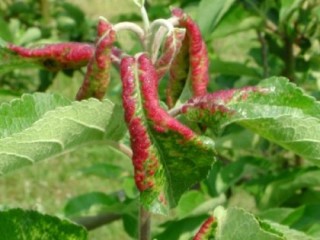 Rosy leaf curling aphid damage