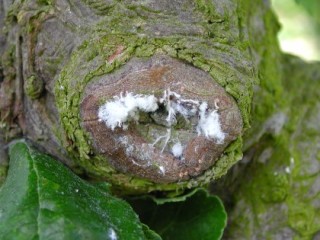 Woolly apple aphid on pruning wound