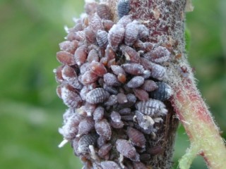 Woolly apple aphid with wax removed