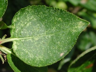 Leafhopper damage to Bramley leaf