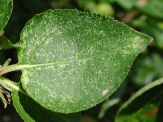 Leafhopper damage to Bramley leaf Leafhopper damage to Bramley leaf
