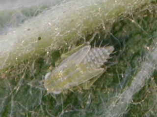 Leafhopper nymph Leafhopper nymph