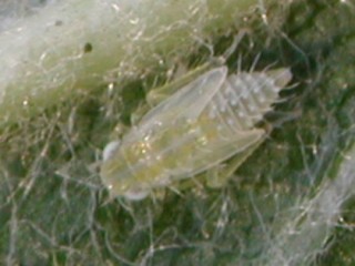 Leafhopper nymph Leafhopper nymph