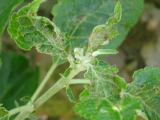 Capsid damage to apple shoot