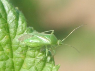 Common green capsid adult