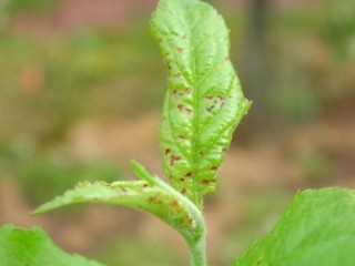 Capsid scarring on leaves