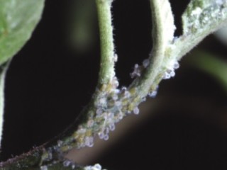 Apple sucker larval wax