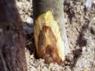 Crown rot on rootstock