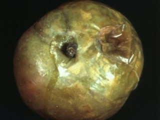 Mucor rot on Bramley