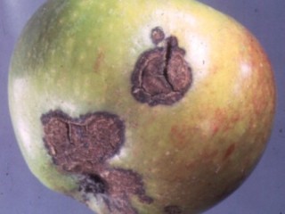 Scab lesions on fruit