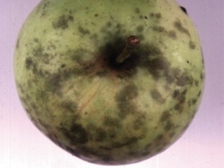 Sooty blotch and fly speck on apple fruit