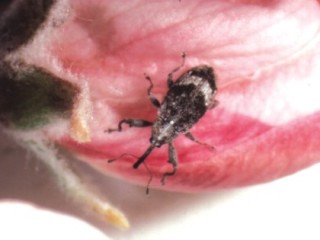 Apple blossom weevil adult