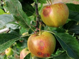 Apple scab