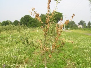 Apple tree infected with fireblight