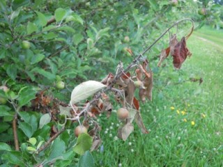 Brown withered shoot infected with fireblight