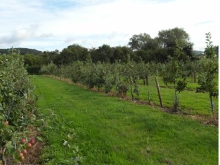 Tree stunting and reduced trunk size caused by apple replant disease