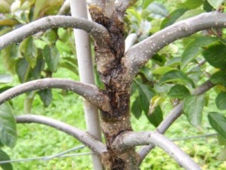 Canker on trunk of Zari Canker on trunk of Zari