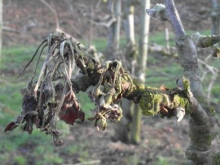 Blossom wilt canker