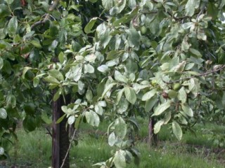 Silver leaf on tree (plum)