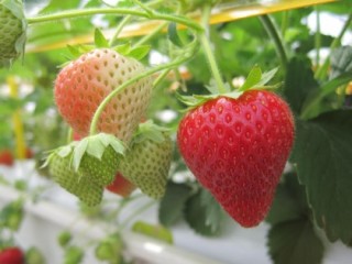 Strawberries