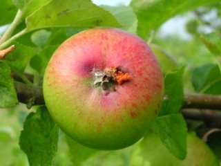 Codling moth damage to Bramley