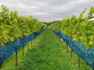 The research vineyeard at NIAB East Malling