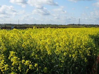 Oilseed rape demo plots