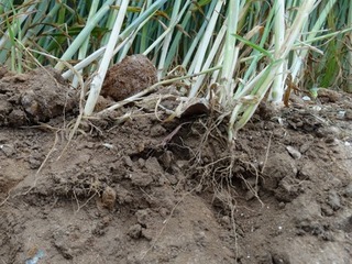 Crop roots in soil