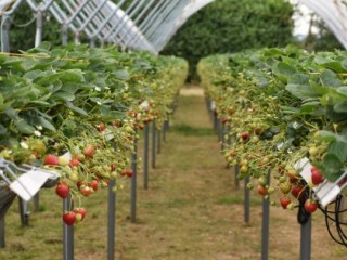 Strawberries growing in the WET Centre at NIAB East Malling