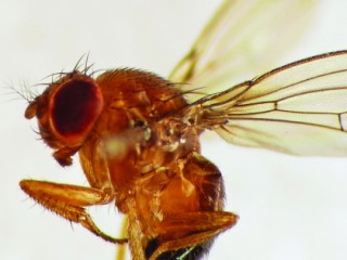 Spotted Wing Drosophila