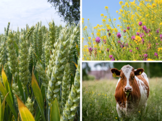 Collage of wheat, wildflowers and a cow