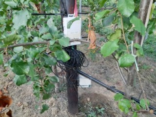 Monitoring irrigation on a plum tree at Niab East Malling