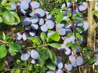 Plums in the Niab Plum Demonstration Centre