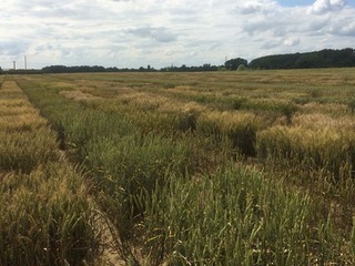 Designing Future Wheat nursery