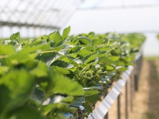 Young strawberry plants growing at East Malling